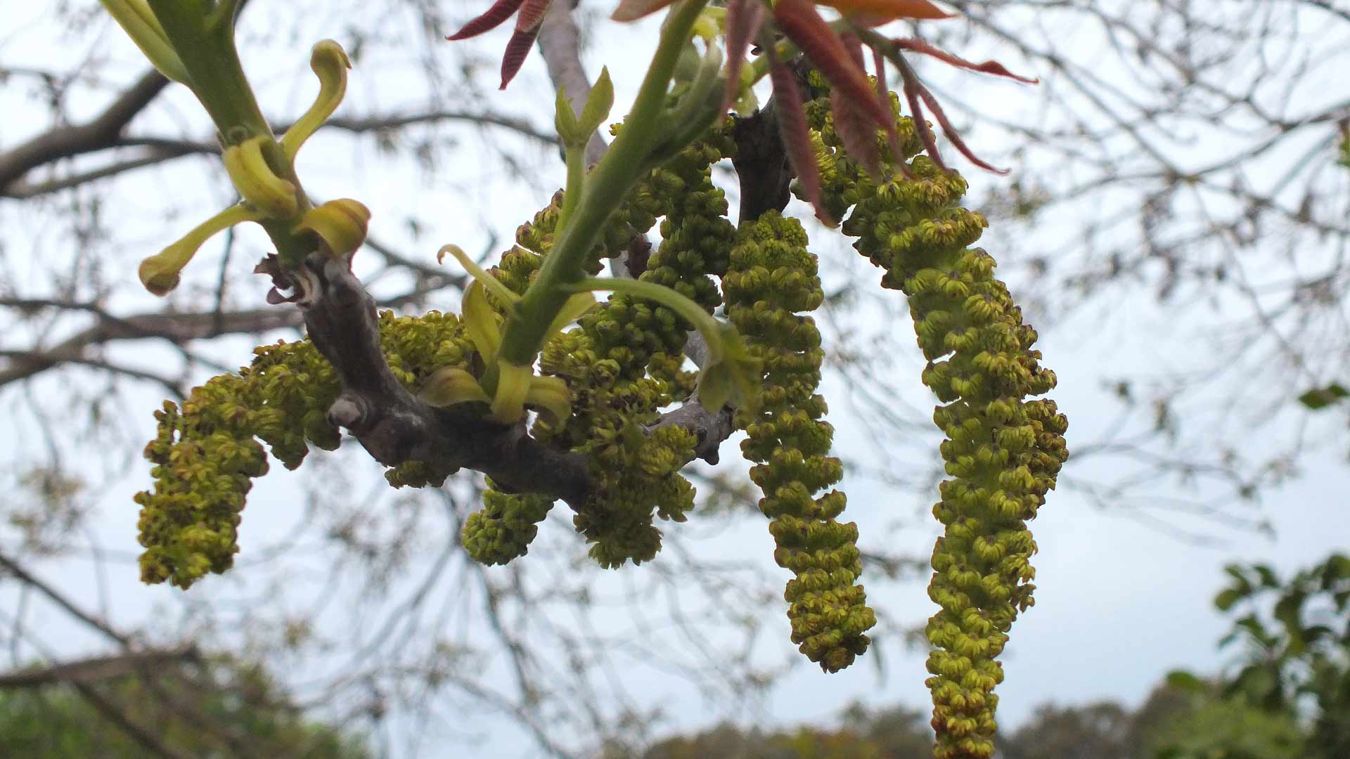 Catkins